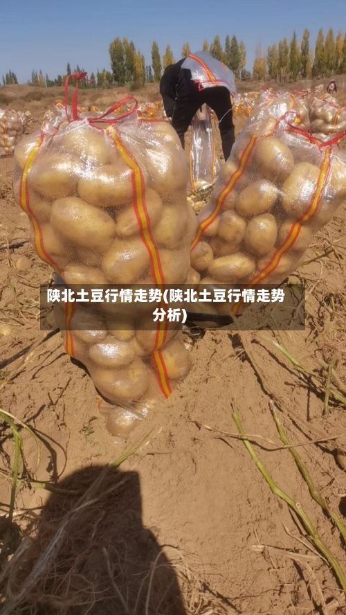陕北土豆行情走势(陕北土豆行情走势分析)-第3张图片